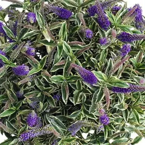 Hebe Addenda 'Donna Varia Wild Blue'